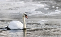 Nage du cygne